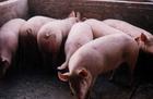 雨润猪场常年供应（15-120）斤优质苗
