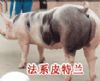 国外良种瘦肉型猪-皮特兰猪