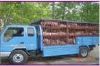 农民猪业出售品种齐全，价格最低的苗猪